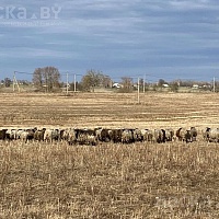 Продам овец, баранов смесь романовской и курдючной породы в живым и убойным весом. Цена договорн