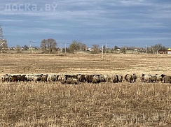 Продам овец, баранов смесь романовской и курдючной породы в живым и убойным весом. Цена договорн