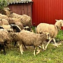 Продам свежее мясо баранины с собственного подворья. Бараны 40-50 кг, возраст от семи месяцев до