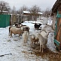 Продам овец и баранов все овцы котные ухоженные спакойные все вопросы по телефону