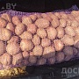 Картошка сорта Королева Анна. Один из самых вкусных сортов. Домашняя картошечка со своего учас