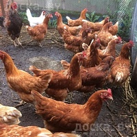 Продаются курочки несушки и петушки. Все подробности по возрасту и породам, можно уточнить по те