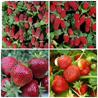 Саженцы ремотантной крупноплодной малины клубники