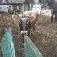 Бычек Джерсейской породы чистокровный 1 год, цена договорная, все остальное по телефону (Воложин