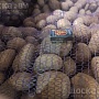 Продается картофель сорта Вектор, Скарб от производителя по цене 0, 90 бел. руб/кг партиями от 5