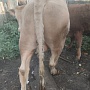 Продам быка 1.2г. 500+