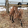 Продам 100% англо-нубийскую козочку. Родилась 16.02.2022.Обезрожена , витаминизирован, выпаивает