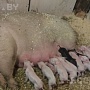 Продаются поросята крупной мясо сальной породы "йоркшир" мы находимся, между Столбцами и Корелич