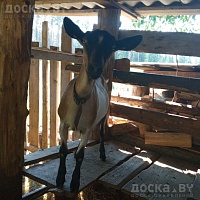 Альпийская козачка род. в феврале