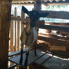 Альпийская козачка род. в феврале