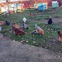 Продам молодых домашних курей все вопросы по телефону