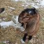 Продам двух 93.75% англо-нубийских козочек. Родились 18.02.2022 в тройне. Обезрожены, витаминизи