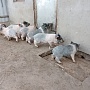 Продам поросят вьетнамской породы. Привиты