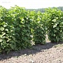 Продаём саженцы смородины разных сортов: чёрной, красной, розовой, белой для механизированного и