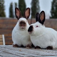 Питомник Royalbunny предлагает чистопородных кроликов пород Бургундский и Калифорнийский. Родите
