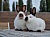 Питомник Royalbunny предлагает чистопородных кроликов пород Бургундский и Калифорнийский. Родите