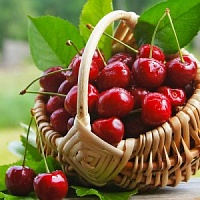 ВИШНЯ ДЕСЕРТНАЯ