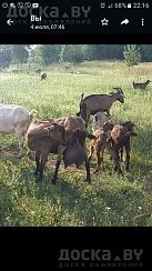 Продам козье молоко, творог, сыры. Молоко без запаха. Козы пасутся в экологически чистом районе.