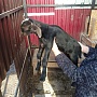 2 козлика 75 %англо-нубийцы, 50 р пара.