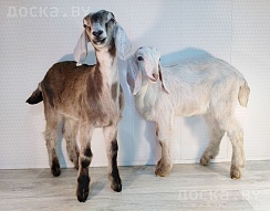 Продаём англо-нубийских 95% козликов. Родились 14 ноября 2023. Проколоты витаминами и дважды пр