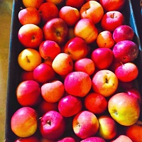 Продаются яблоки сорта Алеся и Надейное от производителя по цене 1, 2 бел. руб/кг партиями от 50