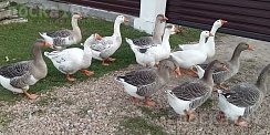 Продам гусей на племя или на убой. Есть чистая порода "Крупный серый", а есть и мешанки. Взраст