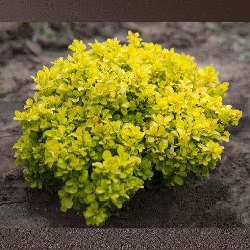 Барбарис Golden Devine 20-30 см