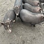 Продаются вьетнамские крупные поросята, в еде неприхотливы, чистоплотны, проколоты витаминами. В