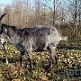 Продаётся козел тогенбурец: 8-месячный здоровый ухоженный козёл, высокая молочная наследственнос