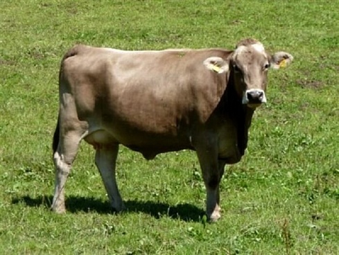 Корова