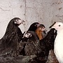 Продаются курочки несушки и петушки. Все подробности по возрасту и породам, можно уточнить по те