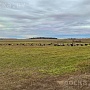 Продам овец, баранов смесь романовской и курдючной породы в живым и убойным весом. Цена договорн