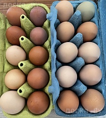 Всегда свежее яйцо из деревни. Курочки на свободном выгуле. Передаю на Минск по понедельникам. З