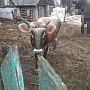Бычек Джерсейской породы чистокровный 1 год, цена договорная, все остальное по телефону (Воложин