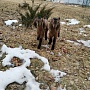 Продам двух 93.75% англо-нубийских козочек. Родились 18.02.2022 в тройне. Обезрожены, витаминизи