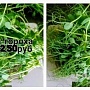 Микрозелень