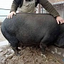Продаются живым или убойным весом крупные кармалы кабан и свинья, 1 год