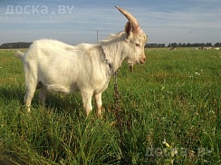 Продаётся 10-месячный зааненский козел, удои по матери козы от 3-4 литра в день. Цена молодого к