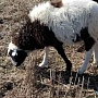 Баранина (бараны, ягнята) мясной породы на мясо или на племя