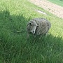 Овцы породы прикос для разведения баран и Две овцы цена 1.200 рублей. Цена за всех. Баран -