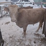 Продам быка 1.2г. 500+