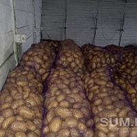 Продам картофель, овощи
