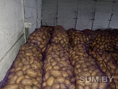 Продам картофель, овощи