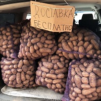 Картофель с доставкой Королева Анна ( желтый) продолговатый Отлично подходит для варки и жарки
