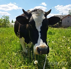 Домашнее молоко и молочная продукция