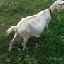 Продаётся 2-месячный зааненский козёл от 5-литровой козы. Цена молодого козла 100 рублей. Возмож