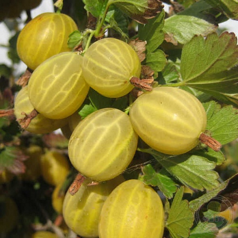 Крыжовник
