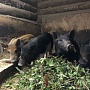Предлагаю поросят мангалов (мясо - беконные, крупные свинья, с крепким иммунитетом, кушают всё с
