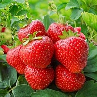 ЗЕМЛЯНИКА (КРУПНОПЛОДНАЯ) КИМБЕРЛИ
