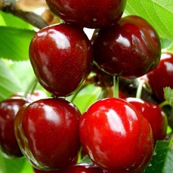 Лотовая
